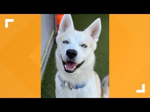 Pets of the Week for Nov. 2, 2024