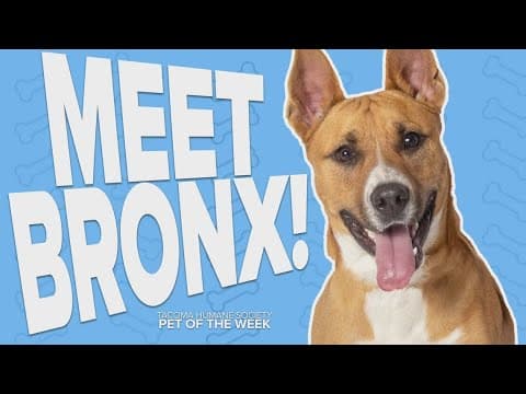 Pet Rescue of the Week: Bronx