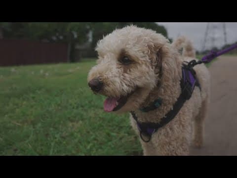 How to keep your pets safe in the summer heat