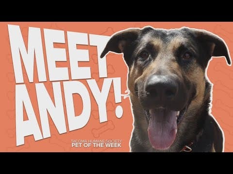 Pet Rescue of the Week: Andy