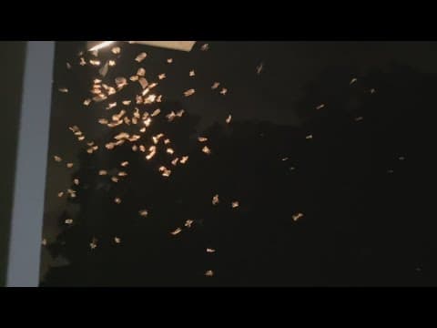 Termite swarms starting