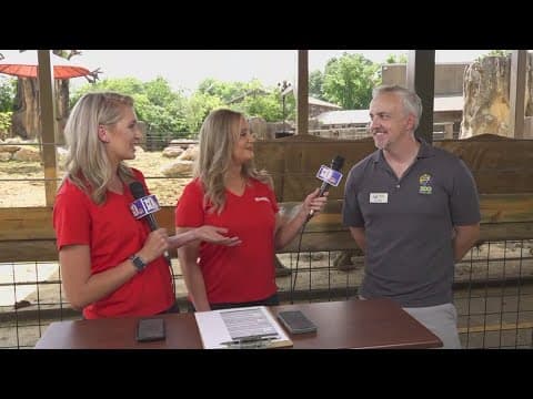 Here are other fun activities to do at Zoo Knoxville