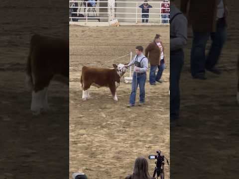 Champions crowns in Hereford competition at 2024 National Western Stock Show in Denver #nwss