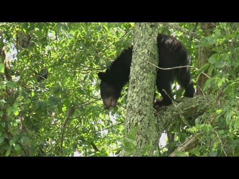 Bears are becoming more active in East Tennessee! Here's what you should know.