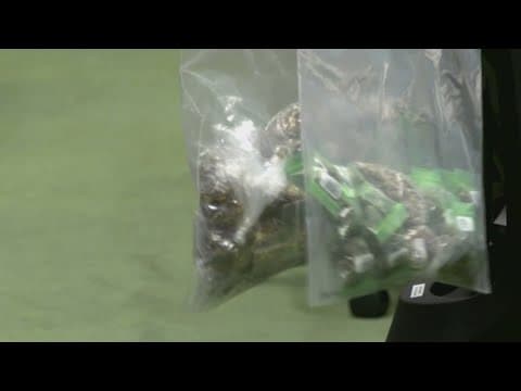 Dallas' police chief warns against marijuana legalization measure