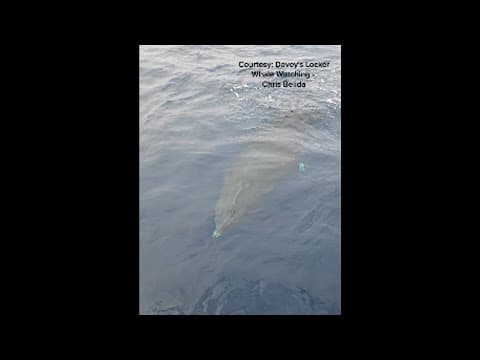Minke whale 2