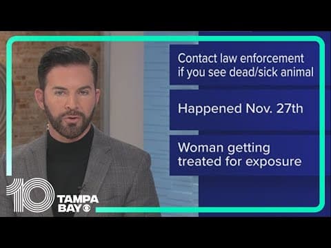 Polk deputies: Woman finds dead, rabid bat in bag of children's toys