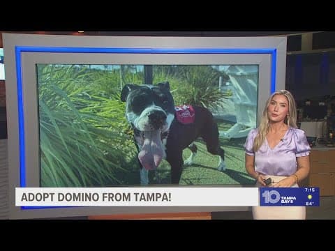 Give Domino from Tampa a fur-ever home!
