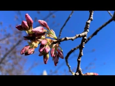 LIVE: DC Cherry Blossom Watch at the Tidal Basin