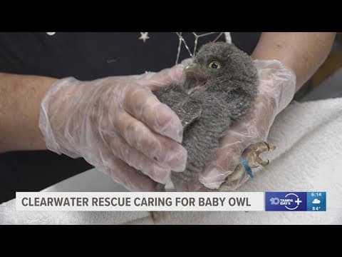 Clearwater rescue gives update on baby owl rescued from parking lot