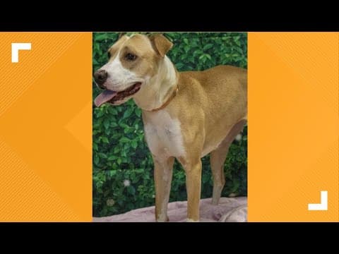 Pets of the Week: 3-15-2025