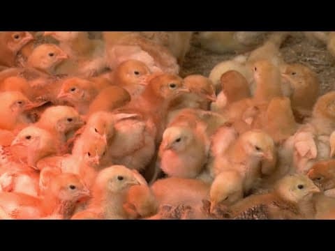 Thousands of abandoned chicks in Delaware