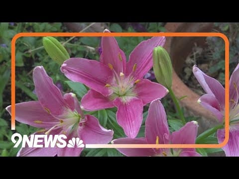 So many options for growing lilies in Colorado