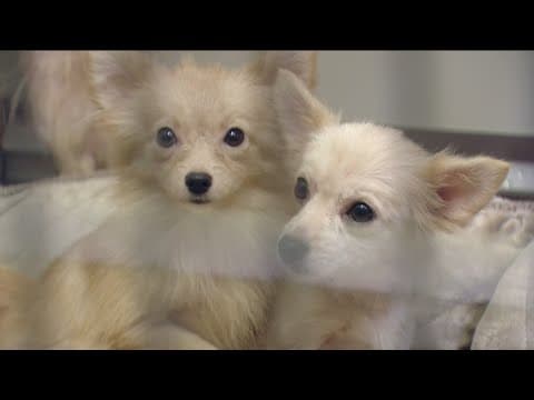 San Diego Humane rescues 13 pets from a hoarder home in Vista