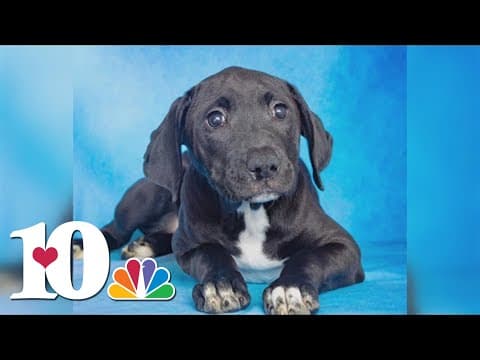 Taylor Swift donates to TN animal shelter