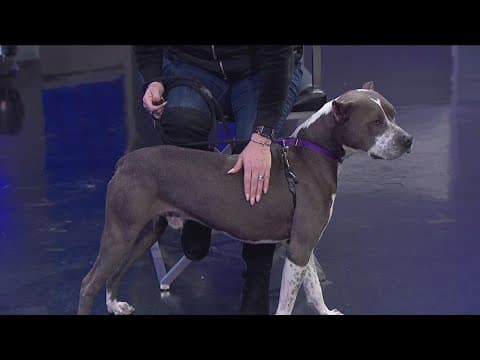 Tailwaggers: Meet Mikie