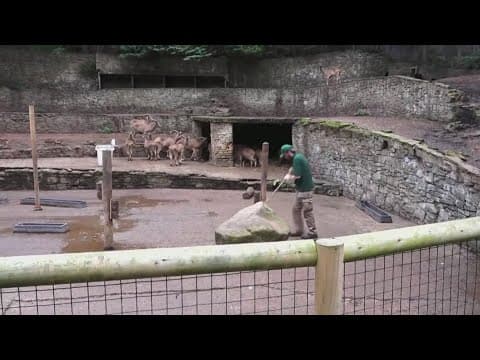 Researchers say zoo feces might be helpful for superbug fight