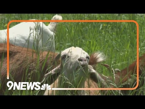 Goats help with weed management at Boulder park