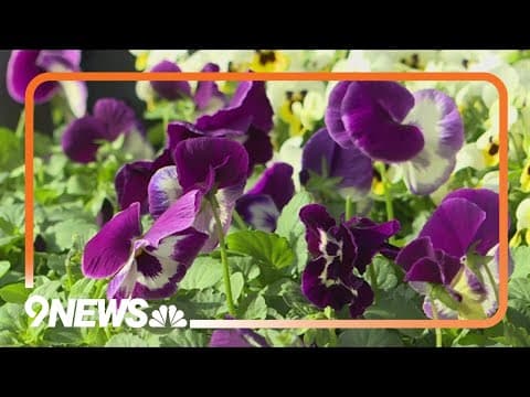 Meet the pansy - one of nature's toughest plants