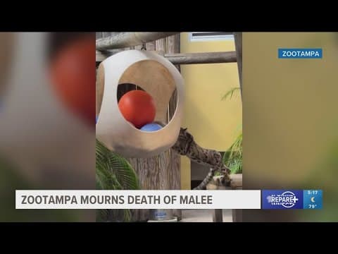 ZooTampa mourning the loss of clouded leopard