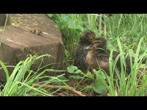 Residents raise concerns for wildlife as crews continue cleaning spilled kerosene near Whitehall