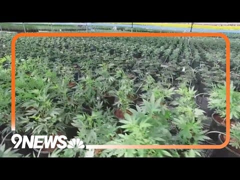 What marijuana reclassification means for the United States