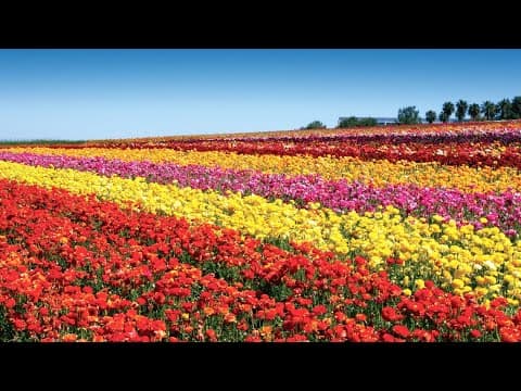 Carlsbad Flower Fields are 55 acres of color