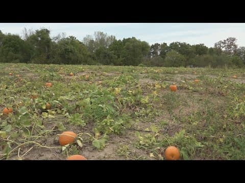 Drought conditions create challenges for pumpkin harvest