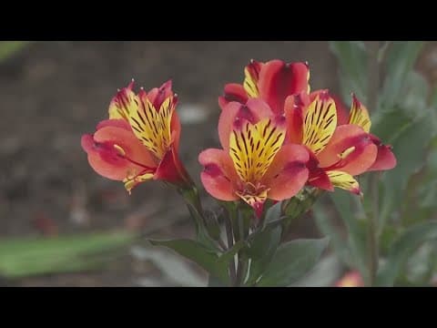 Researchers unveil 'carbon garden' in London showcasing nature's role in protecting the planet
