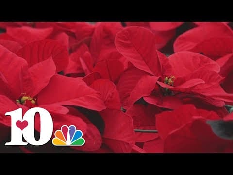 Poinsettias on display in South Knoxville
