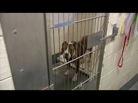 New ordinance for Indy pet owners goes into effect in 2025