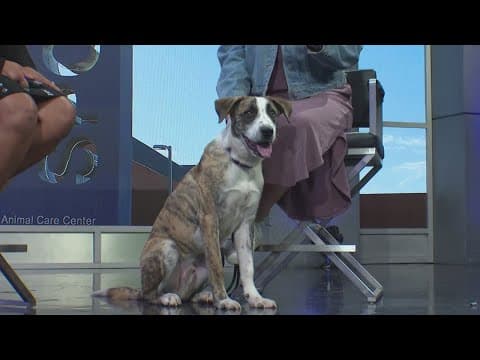 Tailwaggers: Meet Dom