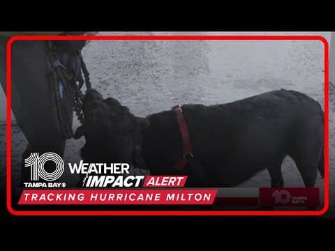 Tampa Bay area residents, pet owners evacuate to Orlando for Hurricane Milton