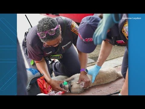 DC fire crews rescue 2 puppies, 6 dogs from burning building in Southwest