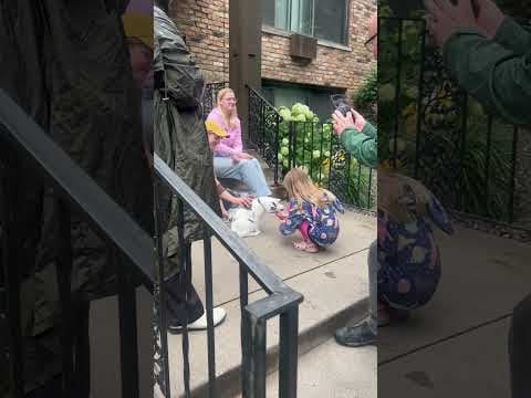 Cat Tour of the Wedge takes over Minneapolis neighborhood