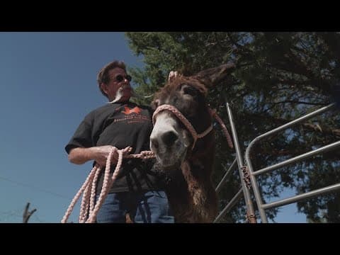 'Band of Burros' | Rescuing wild and neglected donkeys in Texas so they can help rescue someone else