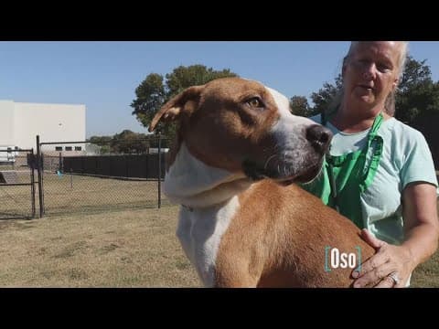 Tailwaggers: Meet Oso