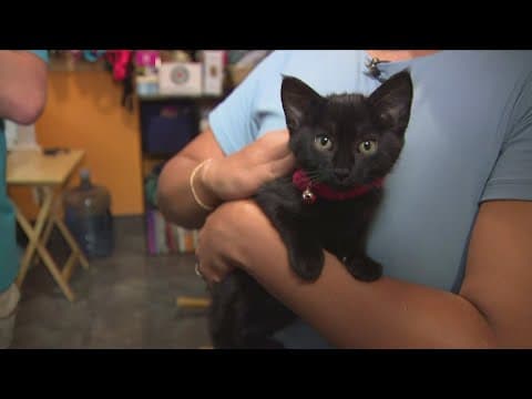 Cats and dogs from flood-ravaged North Carolina find hope in Fairfax