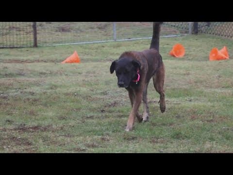 Tailwaggers: Meet Mitchell