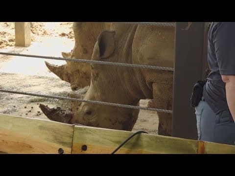 Meet Mylo and Ranger the rhinos at Zoo Knoxville