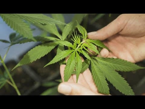 Dallas voters to decide on decriminalization of marijuana in November