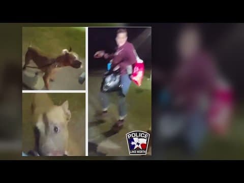 Lake Worth police make arrest after woman allegedly attacked by dog at dog park