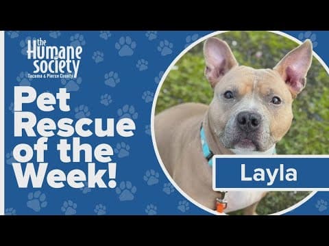 Pet Rescue of the Week: Layla