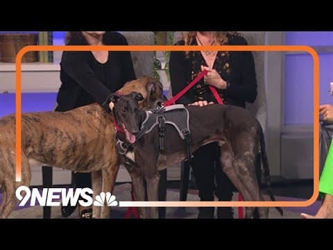 Looking for some furry companions? Buddy and Boro are looking for a forever home!