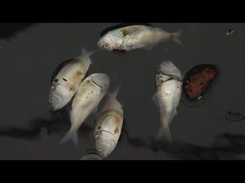 Thousands of dead fish fouling air in Baltimore Harbor