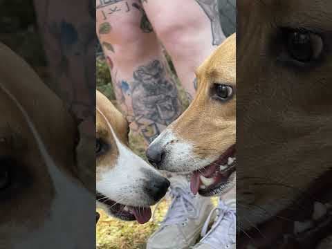 Beagles celebrate one-year rescue anniversary