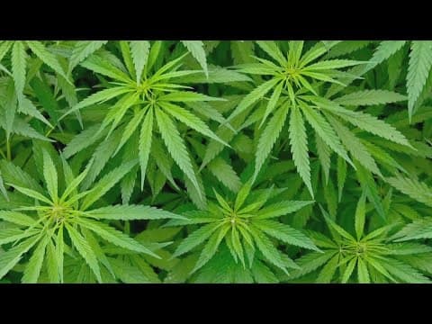 DEA will move to reclassify marijuana in a historic shift