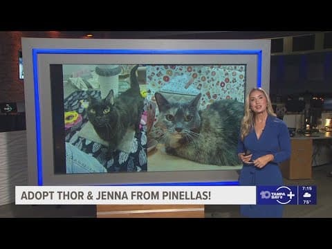 Give Thor & Jenna from Pinellas a fur-ever home!