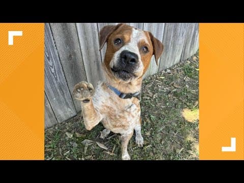 Pets of the Week: 9-13-2025