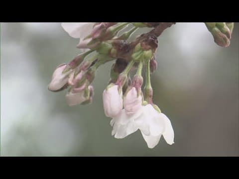 Japan declares official first blooming of cherry blossoms in 2025